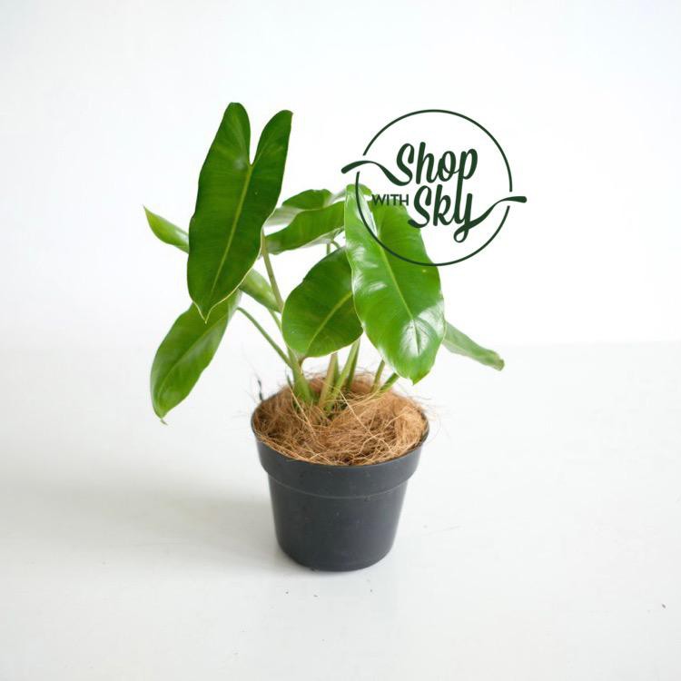 Philodendron Burle Marx