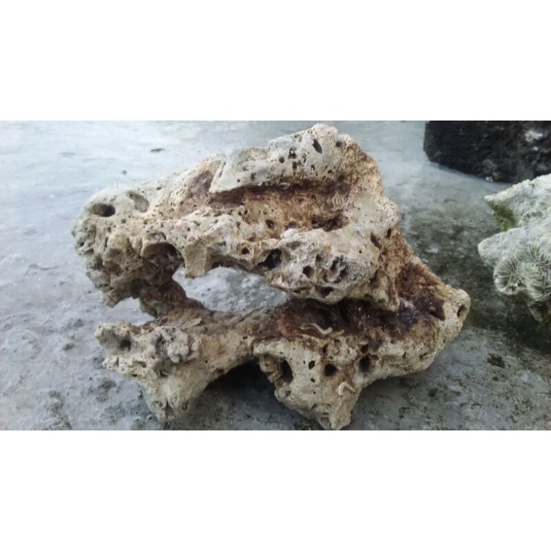 Batu karang laut batu karang bolong batu karang goa aquarium