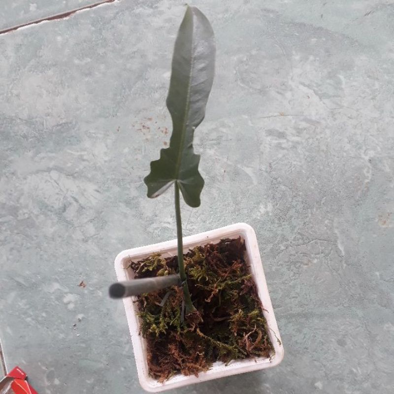 tanaman hias philodendron longilobatum