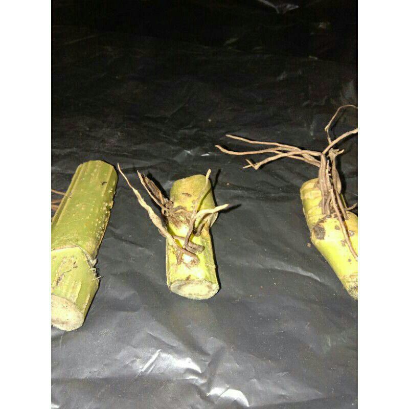 Promo Monstera varigata bonggol king gold (bonggol saja