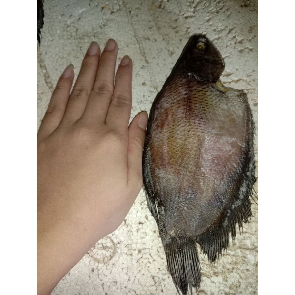 

Ikan Asin Siam Besar