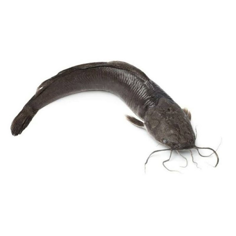 ikan lele segar