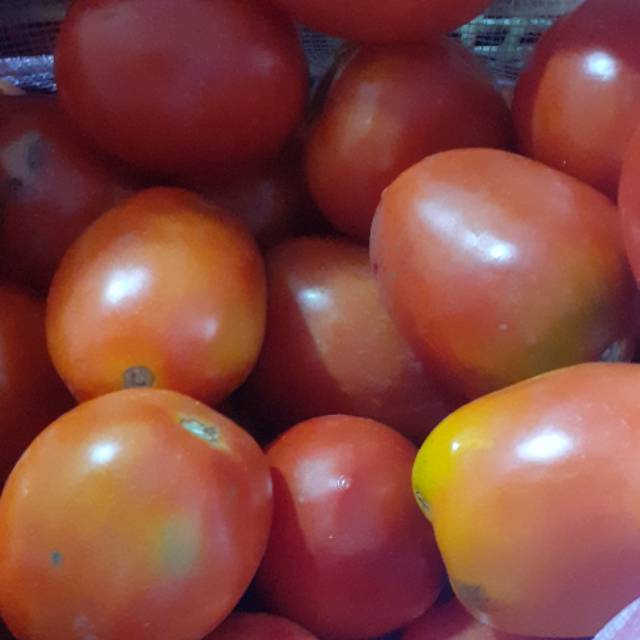 

Tomat merah segar