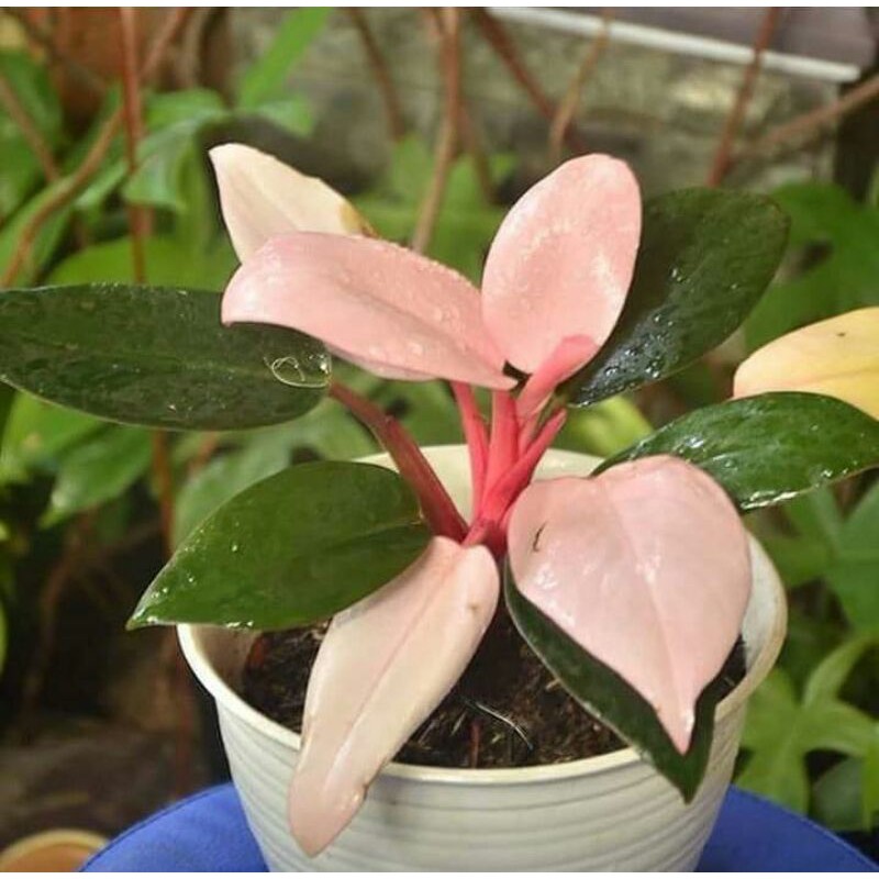 Tanaman Hias Philodendron Pink Congo-Tanaman Philo Pink Raja Congo
