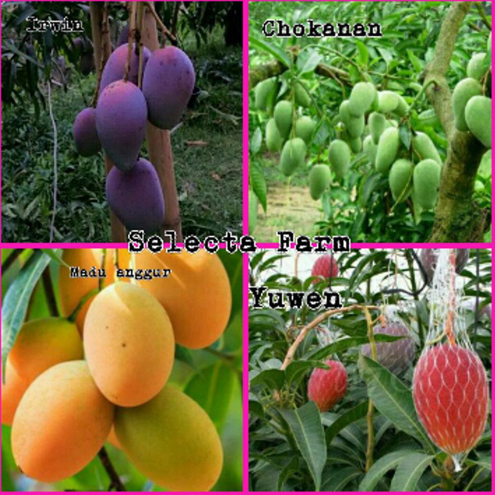 PAKET 4 BIBIT BUAH MANGGA NH”
