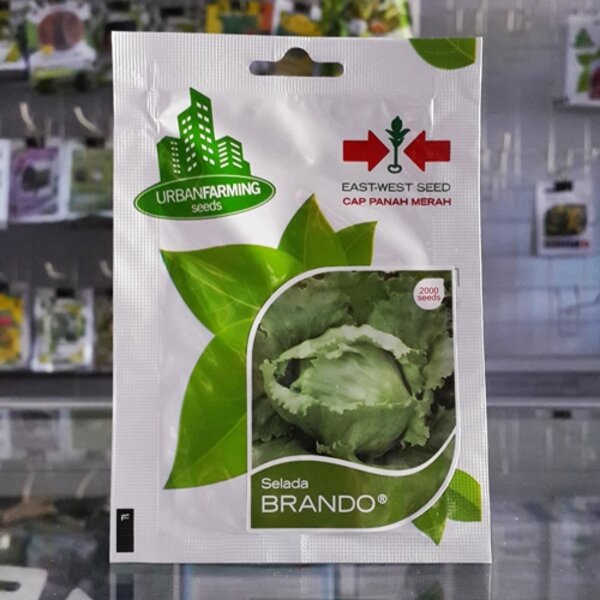 Benih Bibit Biji Selada Brando Tanaman Sayuran Hidroponik Panah Merah