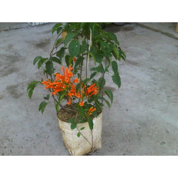 Bunga Flame Vine - Tanaman Hias