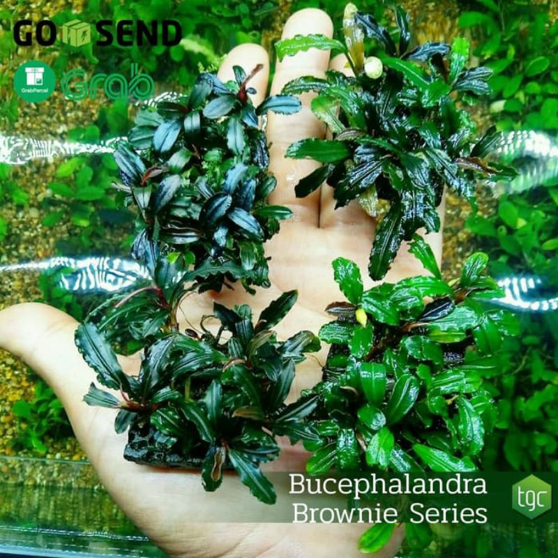 Bucephalandra Brownie Series