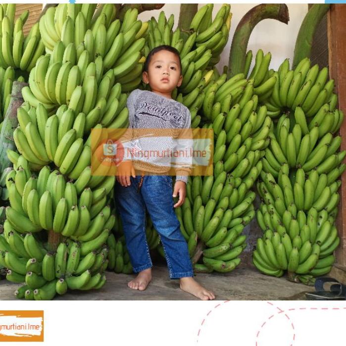 ↖ BIBIT PISANG FHIA17 100% ORIGINAL | BONGGOL PISANG MULYO CAVENDISH | BIBIT FHIA 17 ㊛