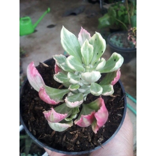 Euphorbia varigata