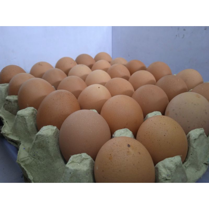 

Telur Ayam
