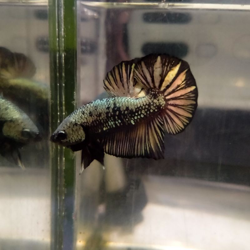AVATAR COPPER (Ikan Cupang)