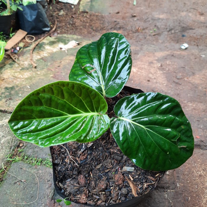 POHON SIRIH PAPUA-tanaman sirih hitam