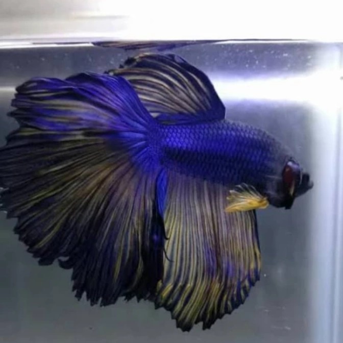 ikan cupang halfmoon xl rostall