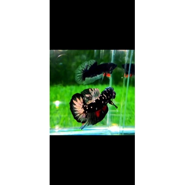 Cupang Betta Avatar Copper gold (AVCG) _  Bahan