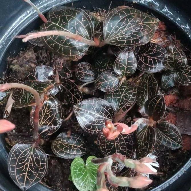 Jewel Orchid /Macodes/Permata Merah