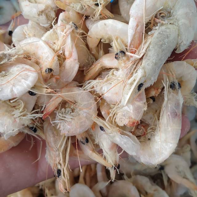 

Udang manis ukuran sedang