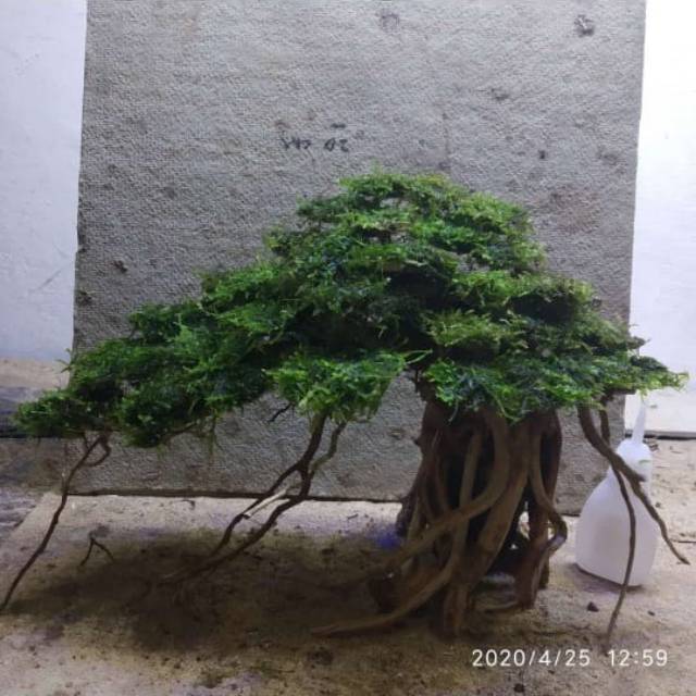 Harga Bonsai Aquascape Terbaik Perawatan Hewan Hobi Koleksi Januari 2021 Shopee Indonesia