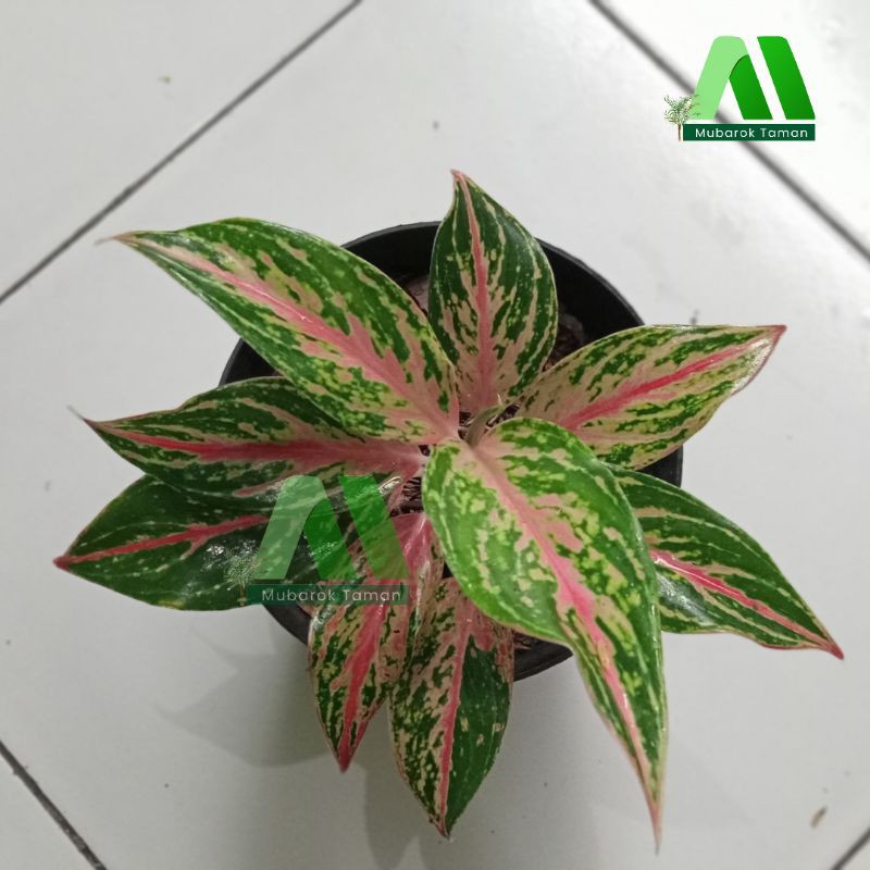 Aglaonema Butterfly