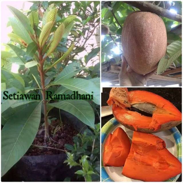 Bibit Tanaman Buah Mamey Sapote Havana