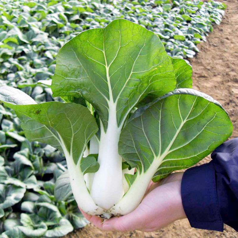 BENIH SAWI PAKCOY PUTIH PAK CHOI WHITE STEM HAIRA SEED