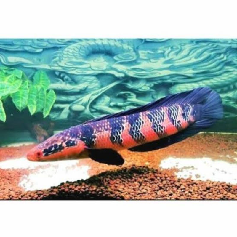 Baby Red Barito 3-4 cm