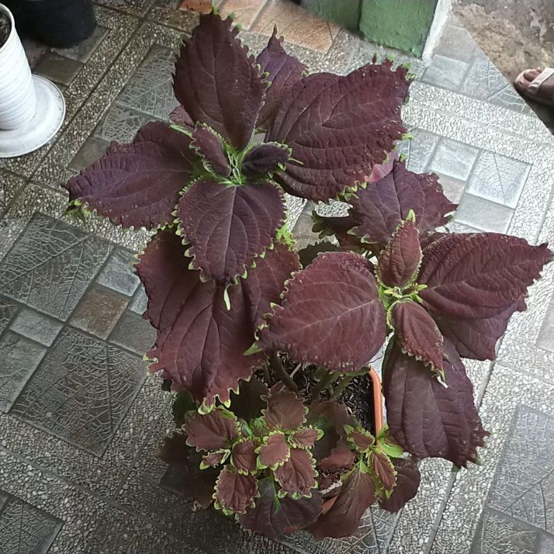 tanaman hias hidup miana daun besar cantik murah siap tanam