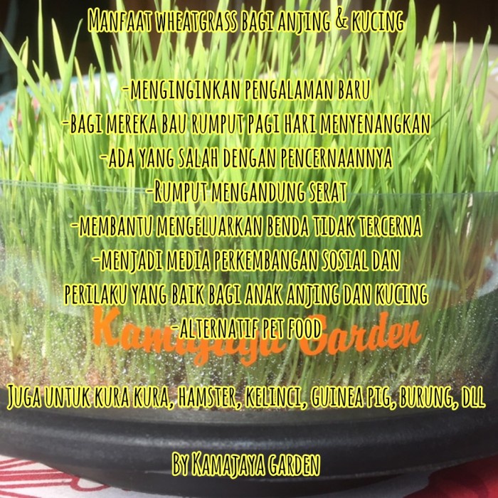

MINUM-SIAP-DRINK-TO-READY- RUMPUT GANDUM RUMPUT KUCING WHEATGRASS CATGRASS BUKAN CATNIP -READY-TO-
