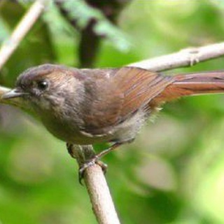 80+ Gambar Burung Flamboyan Gratis Terbaru