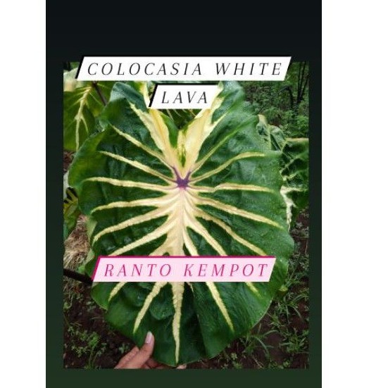 Colocasia White Lava