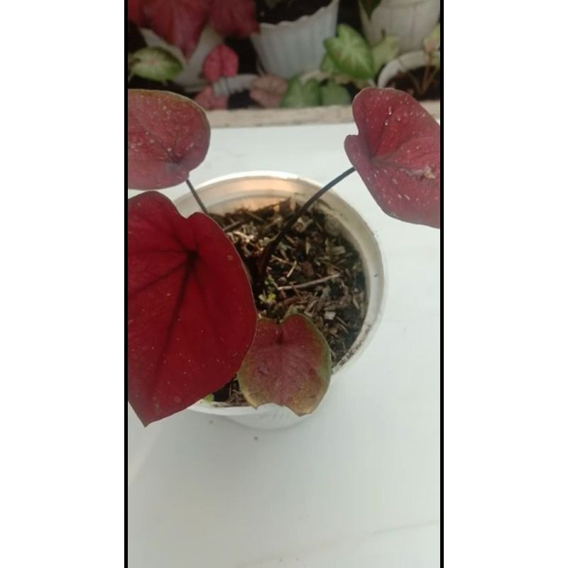 Caladium black mamba