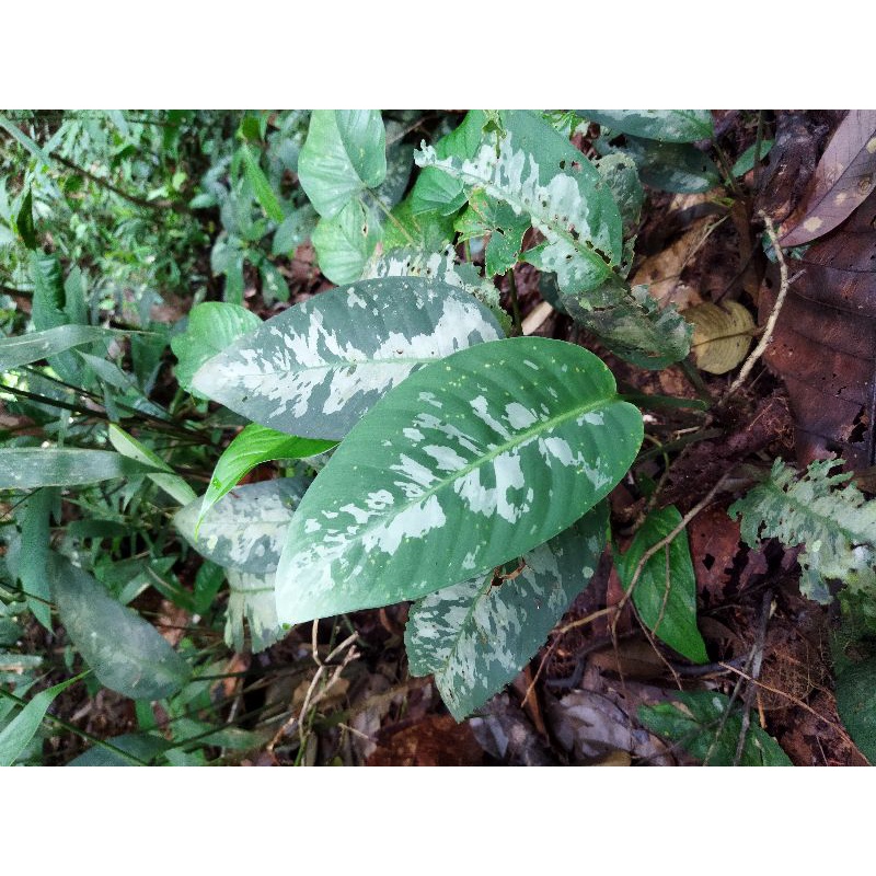 Sismatoglotis Army sp kalimantan