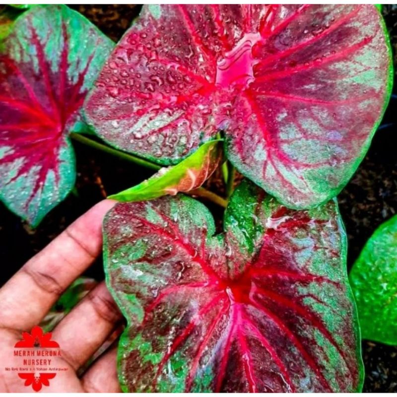 Umbi Caladium pink monshine - keladi hias import thailand