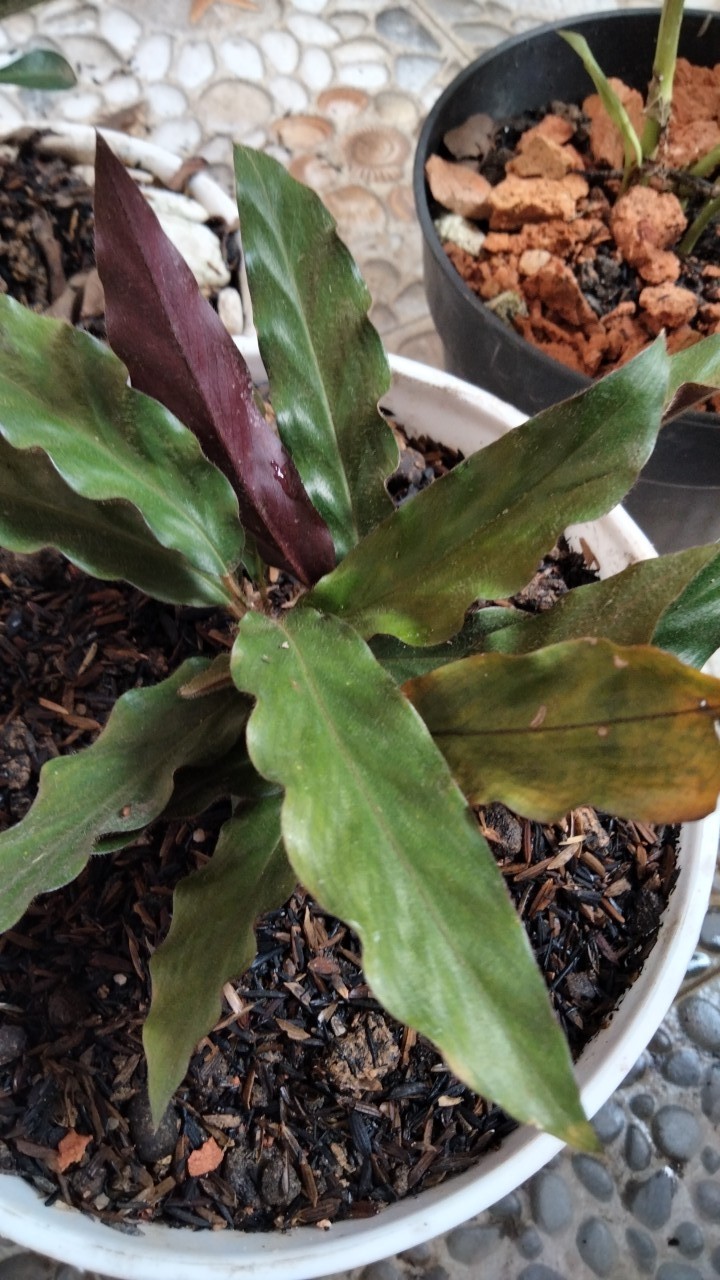 Tanaman Hias Calathea Rufibarba