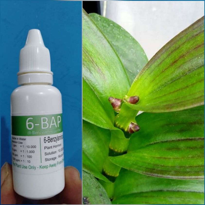 hormon penumbuh bunga anggrek 6 bap  ijo asli/original