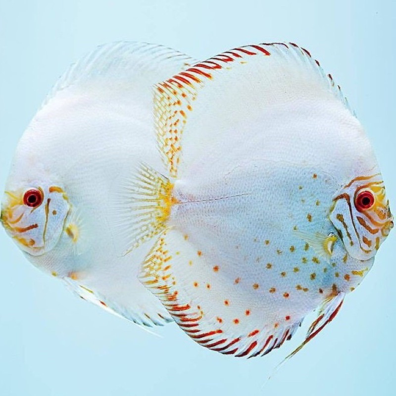 Ikan Discus white butterfly 2"inc