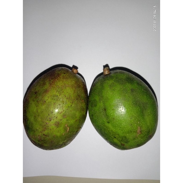 

Buah Kedondong kecil DISKON Ambrella fruit | buah buahan segar