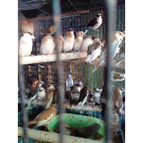 burung emprit jepang sepasang jantan dan betina