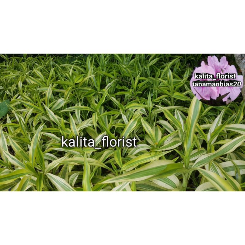 bambu hias kuning / suji kuning