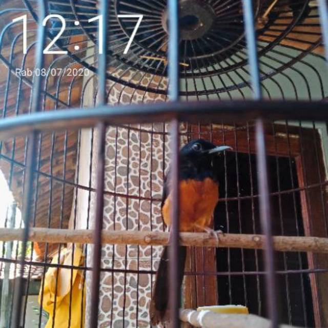 Jual Murai Nias Ekor Hitam Noktah tipis | Shopee Indonesia