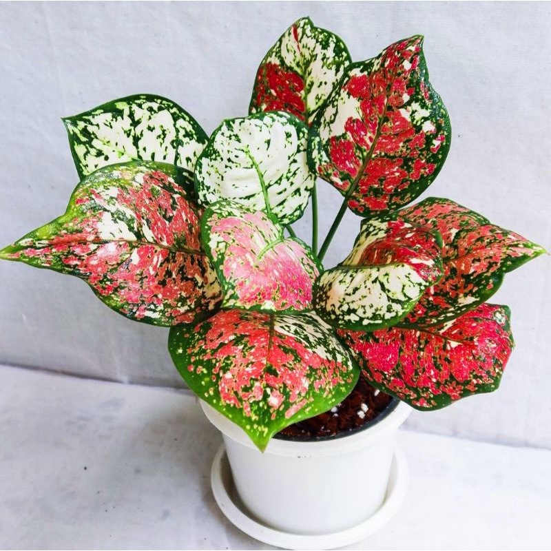 Aglaonema Tri Color / Aglonema tri color florist nursery / Aglonema tri color (Tanaman hias aglaonem
