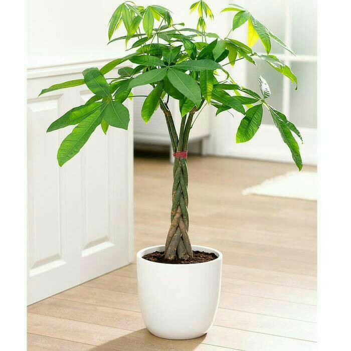 Tanaman Pachira Kepang 4 Plus Pot Putih Pohon Pachira Aquatica