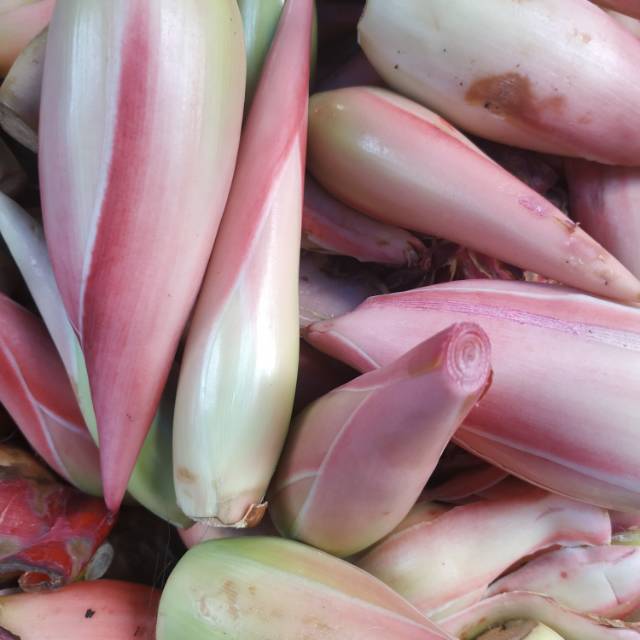 

Kecombrang, sirias, 250gram ambil sekilo 21 ribu