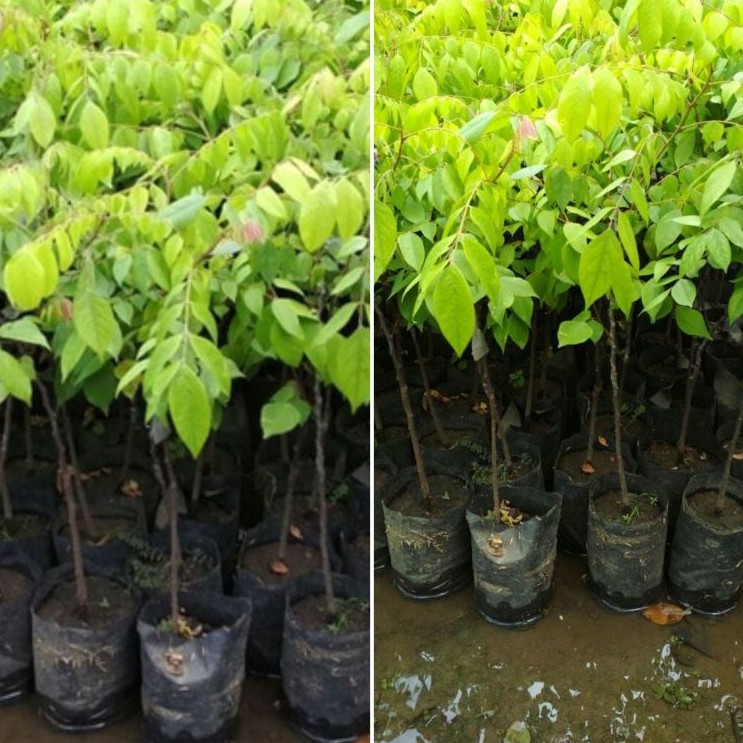 Bibit Belimbing madu