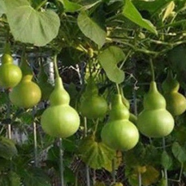 5 Benih Unik Labu Botol Cina