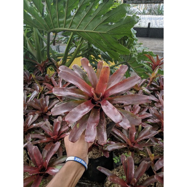 Tanamn Hias Bromelia Merah Mawar