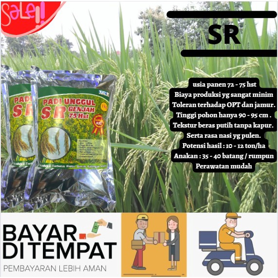Benih Padi Unggul Genjah SR / Bibit Padi SR Berkualitas Kemasan 1kg
