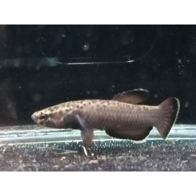 wild Betta albimarginata