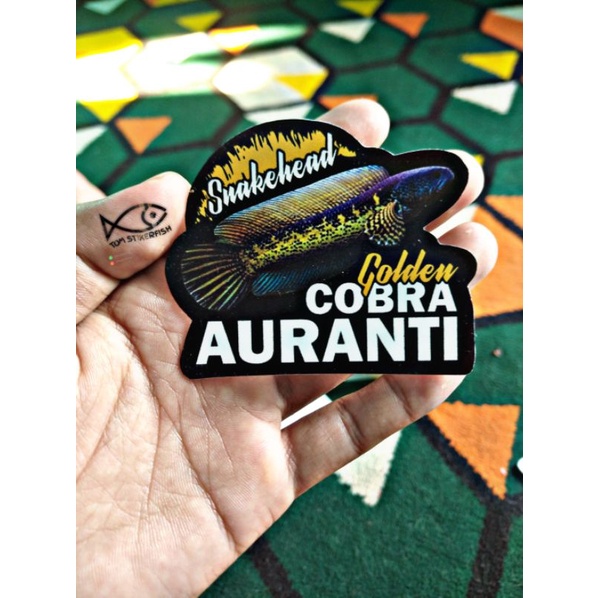 Stiker Channa Auranti | Golden COBRA AURANTI