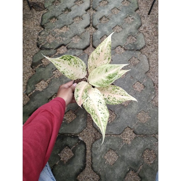 Aglonema Mutiara siam / White mayang